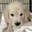 Rehoming golden retriever